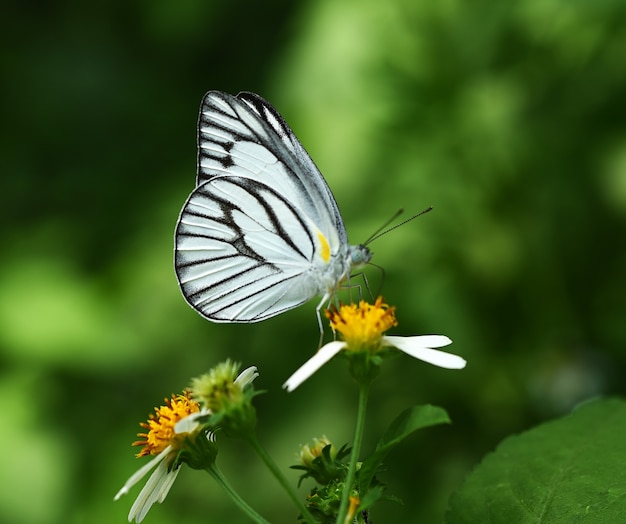 Farfalla Bianco Nero su fiore in giardino