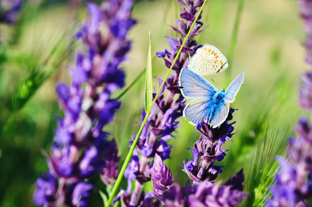 Farfalla blu che si siede sul fiore viola del prato