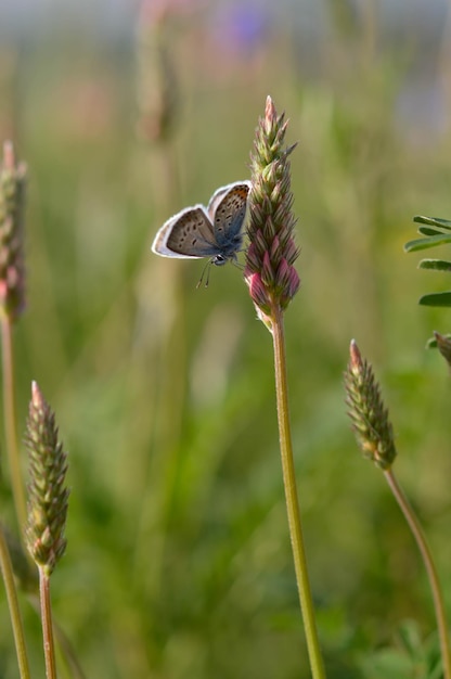 Farfalla blu comune su un fiore rosa in natura