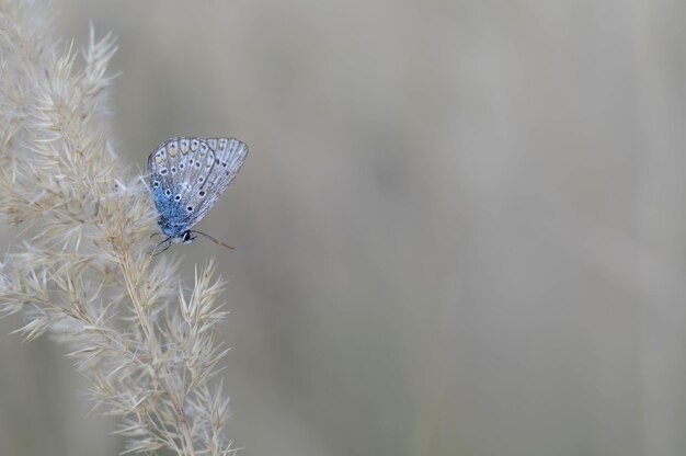 Farfalla blu comune su una pianta secca in natura da vicino