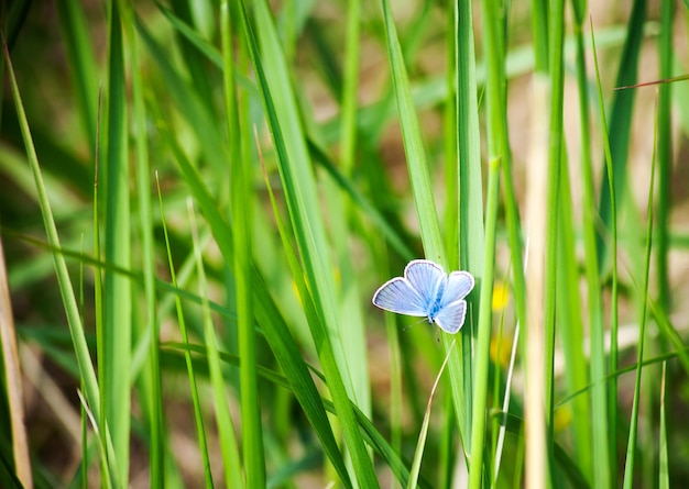 Farfalla blu - Cupido minimus su un prato verde. Farfalla blu su sfondo verde sfocato. Carta da parati dell'ora legale