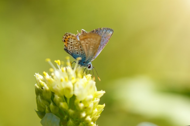 Farfalla blu di Adonis che si siede su una macro del fiore