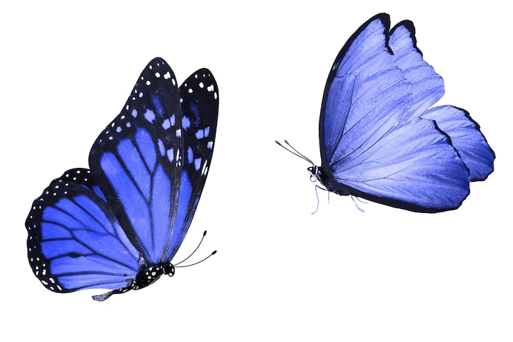 Foto farfalla blu. insetto naturale. isolato su sfondo bianco