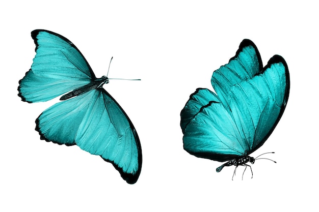 Farfalla blu. insetto naturale. isolato su sfondo bianco