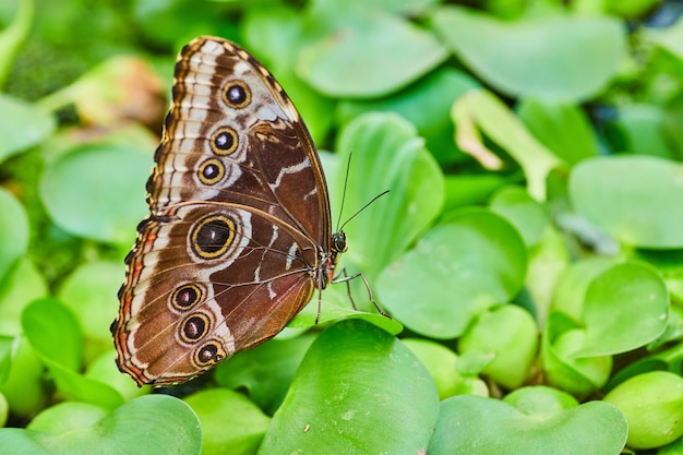 Farfalla blu Morpho con le ali marroni chiuse poggiata su uno sfondo verde di lattuga d'acqua