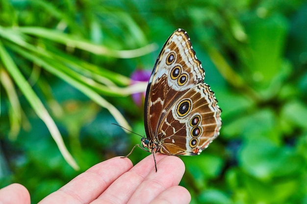 Farfalla blu Morpho poggiata sulla punta delle dita con splendide ali marroni chiuse che rivelano un disegno