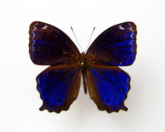 Farfalla blu scuro isolata su bianco Ptychandra lorquini vicino. Collezione farfalle Satyridae