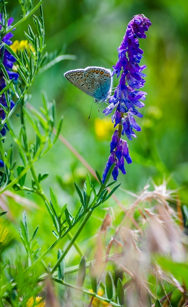 Farfalla blu su un fiore