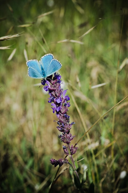 Farfalla blu sul fiore