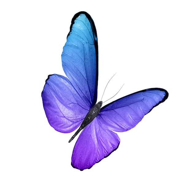 Farfalla blu tropicale. isolato su sfondo bianco