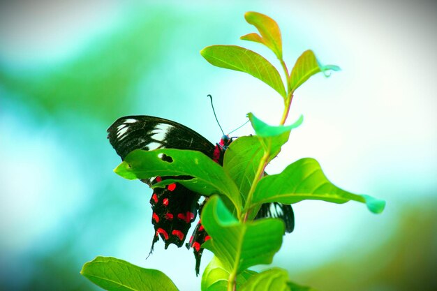 Farfalla carina sulla pianta del fiore sullo sfondo della natura