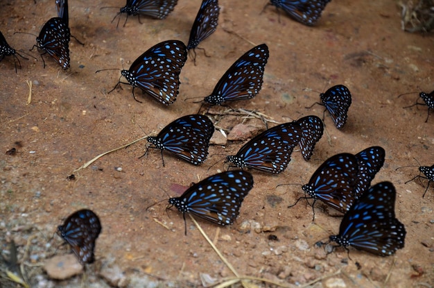 Farfalla che mangia sale lecca a terra