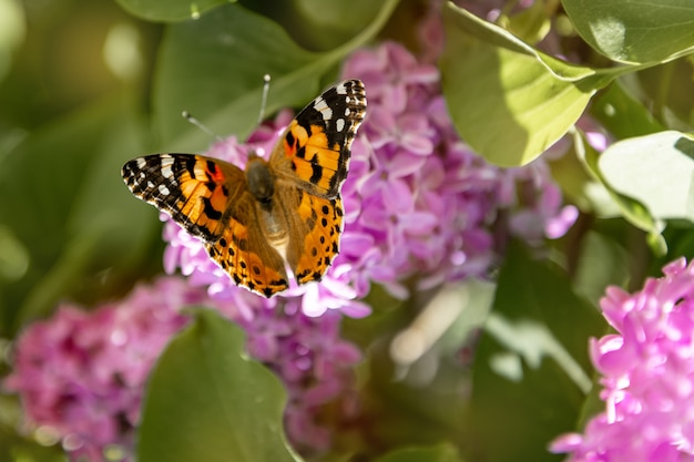 Farfalla che si siede su un cespuglio lilla di fioritura