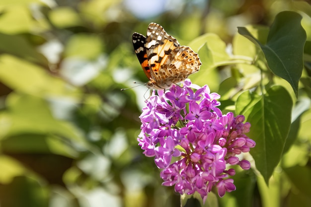 Farfalla che si siede su un cespuglio lilla di fioritura