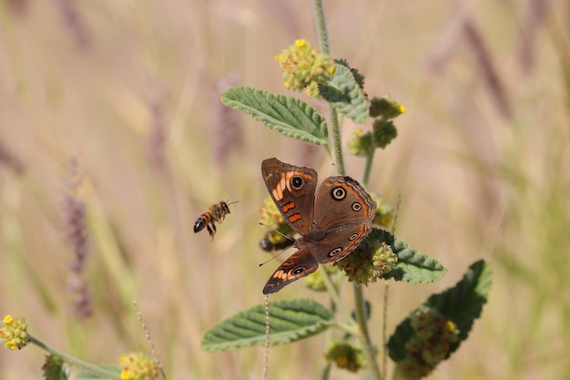 Farfalla chiamata Junonia evarete accompagnata da un'ape