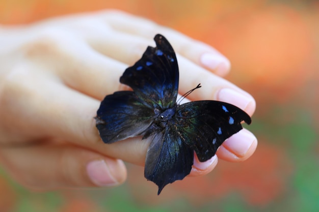 Farfalla colorata in primo piano femminile della mano