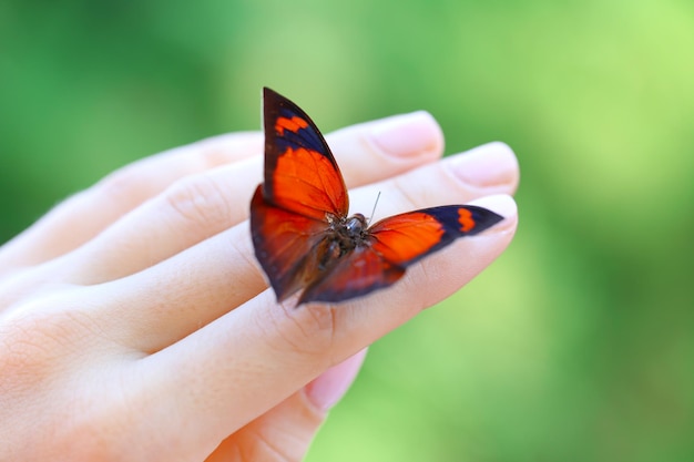 Farfalla colorata in primo piano femminile della mano