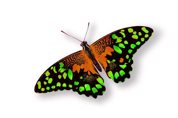 Farfalla colorata isolata su sfondo bianco. Foto di alta qualità