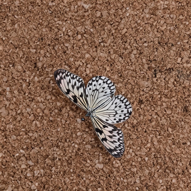 Farfalla colorata isolata su sfondo bianco