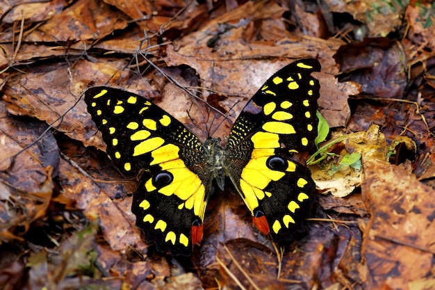 Farfalla colorata solitaria su sfondo bianco