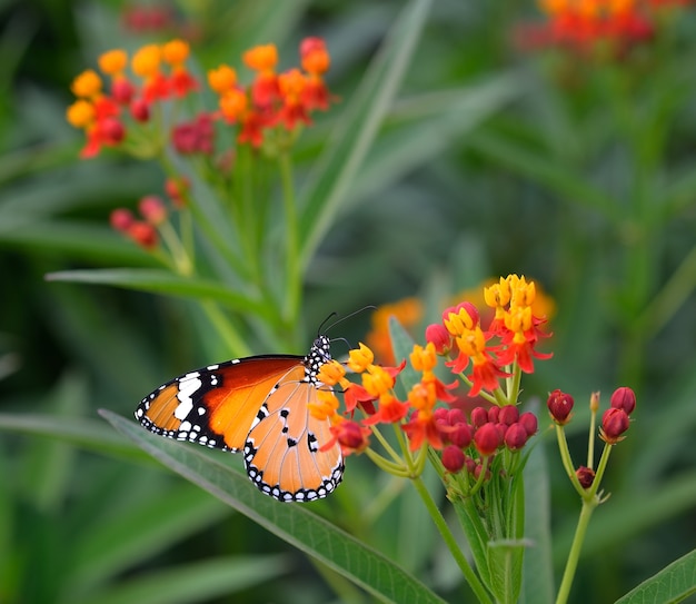 Farfalla colorata su fiori d'arancio