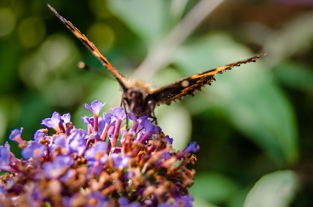 Farfalla colorata su sfondo floreale