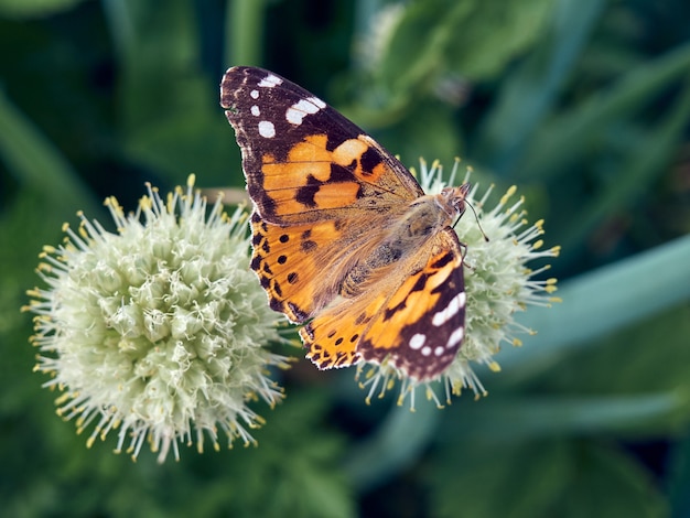 Farfalla colorata su un fiore.