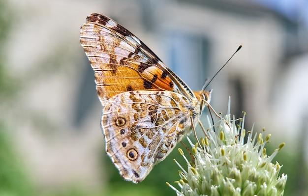 Farfalla colorata su un fiore.