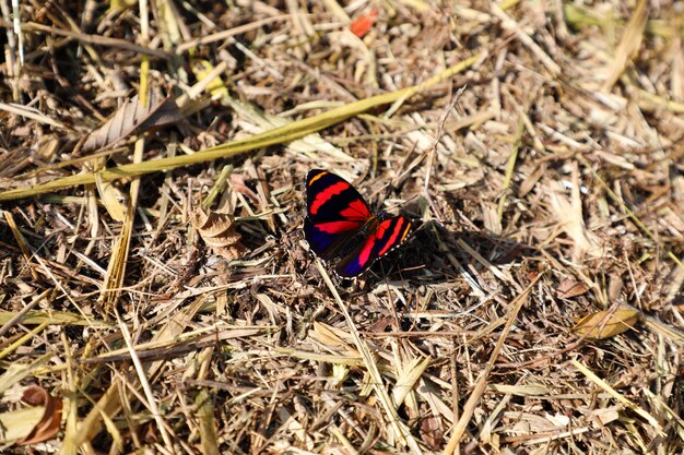 Farfalla colorata su un terreno asciutto di foglie morte e rami. Concetto di vita e morte.