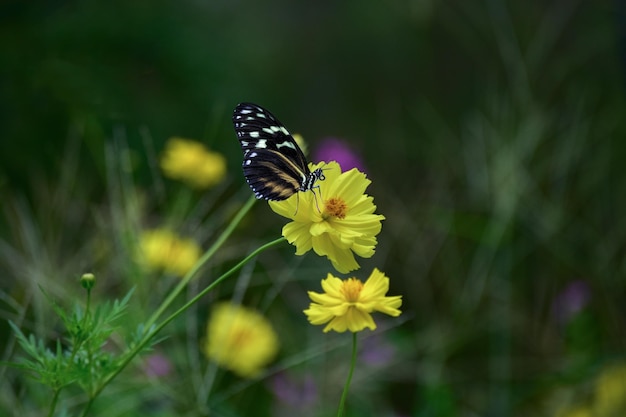 Farfalla con fiore