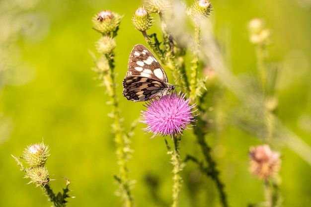 Farfalla con le ali chiuse su un fiore Foto di alta qualità Messa a fuoco selettiva