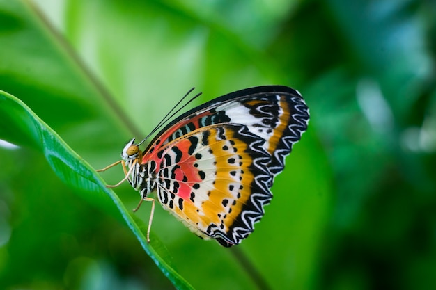 Farfalla del primo piano sul fiore