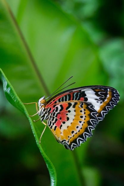 Farfalla del primo piano sul fiore