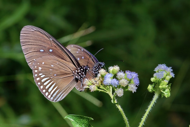 Farfalla del primo piano sul fiore