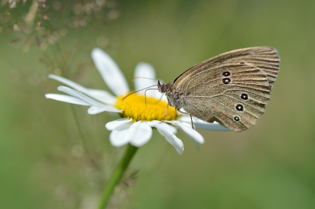 Farfalla di anello su un fiore della margherita di Oxeye nella macro della natura