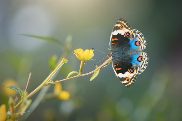 Farfalla di bellezza sul fiore in giardino tropicale