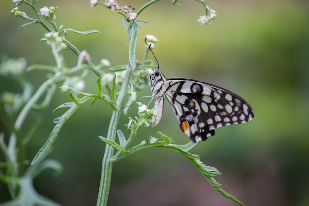 Farfalla di calce sulla pianta del fiore