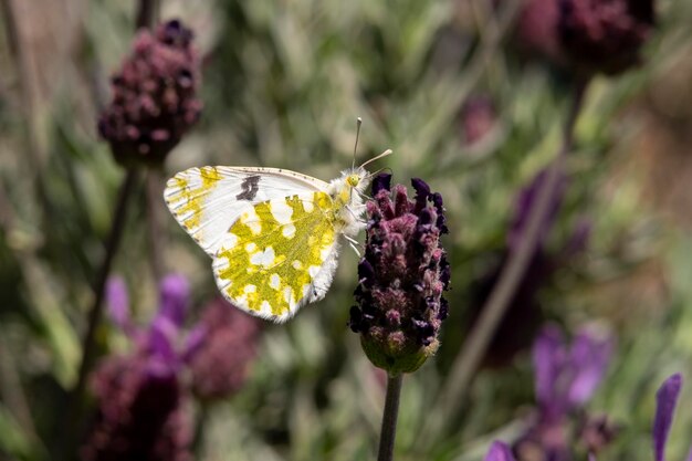 Farfalla di cavolo bianco su un fiore di lavanda francese