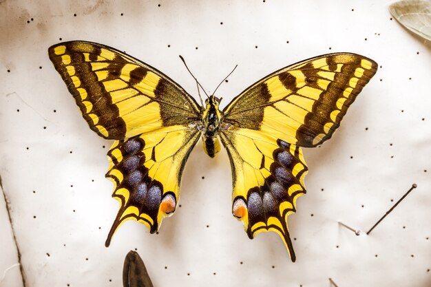 Farfalla di coda di rondine gialla comune essiccata su display bianco