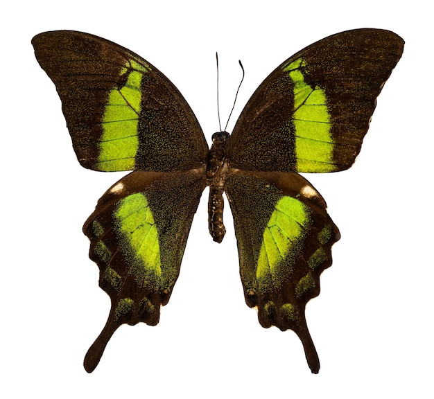Farfalla di colore isolata