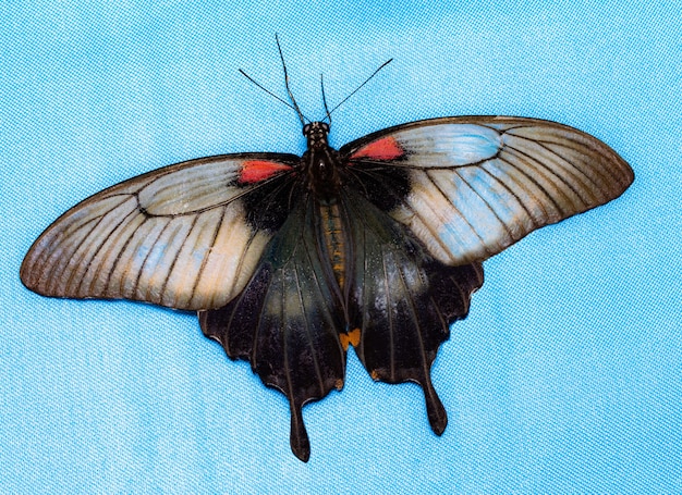 Farfalla di colore, su sfondo blu, vista dall'alto. PAPILIO ELENO.