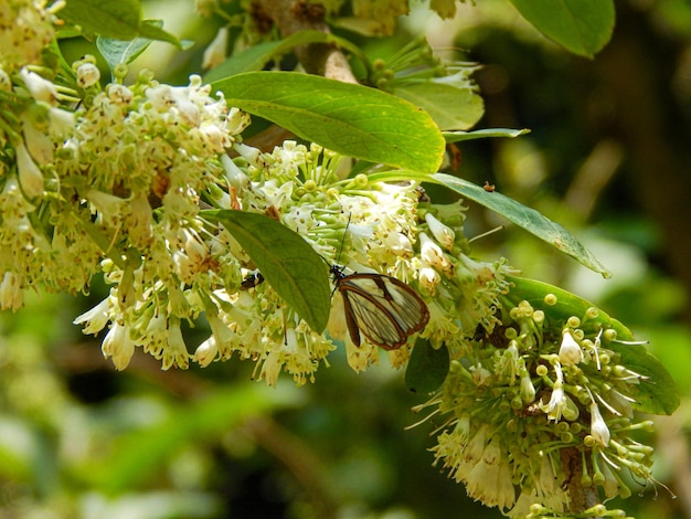 Farfalla di cristallo in natura