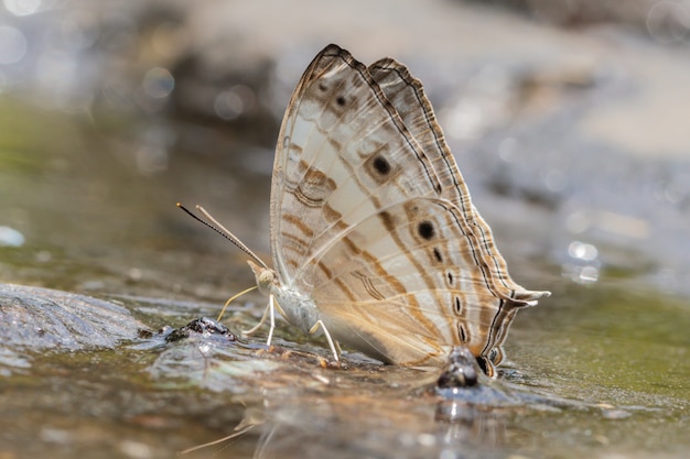 Farfalla di Cyrestis Cocles (mappa marmorizzata) in natura