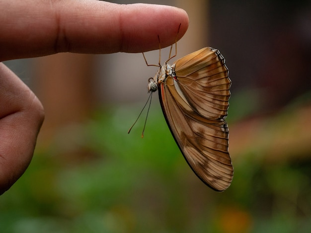 Farfalla di Dryas julia sull&#39;indice.