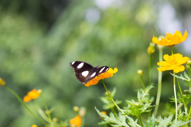 Farfalla di Eggfly che si siede sui fiori nel verde molle