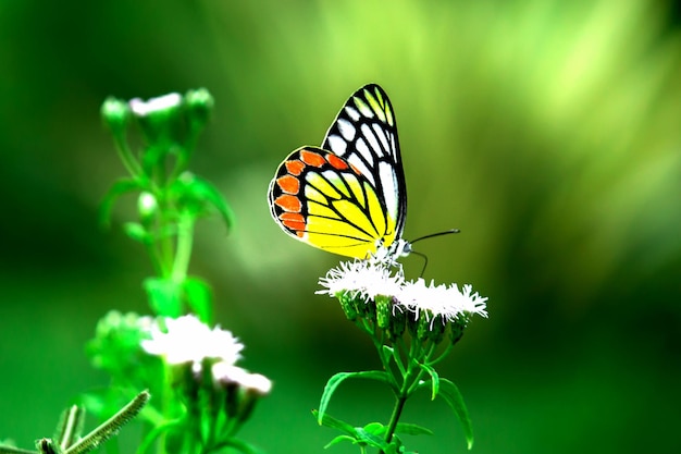 farfalla di ezebel che visita le piante da fiore per il nettare durante la stagione primaverile in India