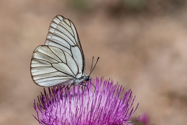 Farfalla di giorno appollaiata sul fiore, Aporia crataegi.