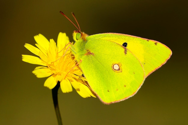 Farfalla di giorno appollaiata sul fiore, Colias crocea.