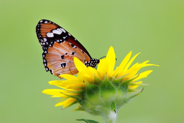 Farfalla di orang sul girasole