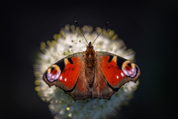 Farfalla di pavone Aglais io seduto su un fiore